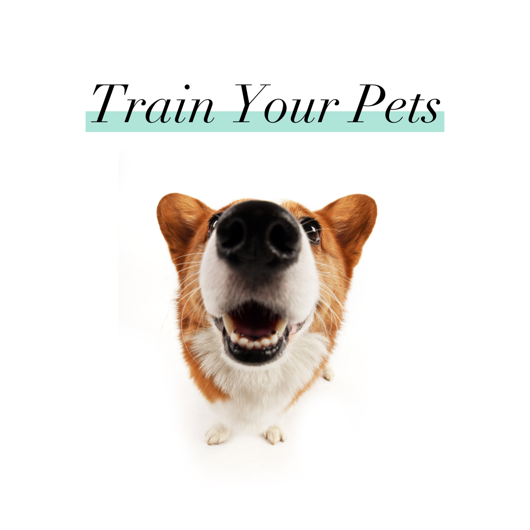 Train Your Pets