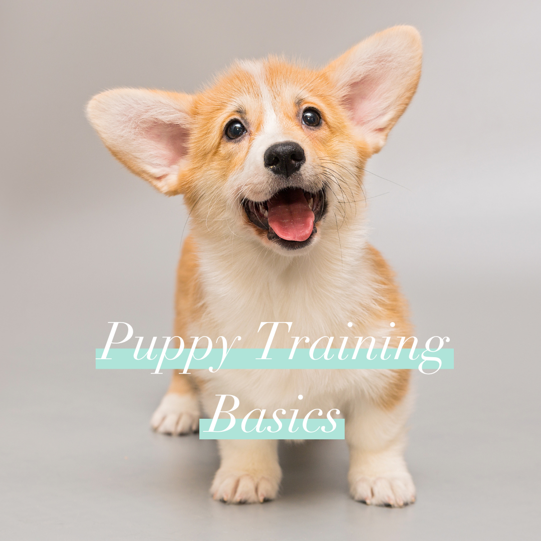 Puppy Training